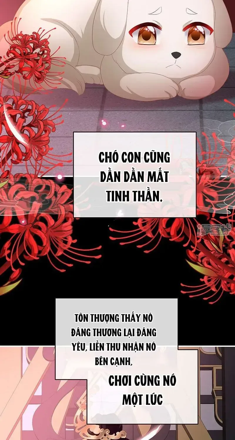 Kiều Phu Có Hỉ chương 141 - trang 20